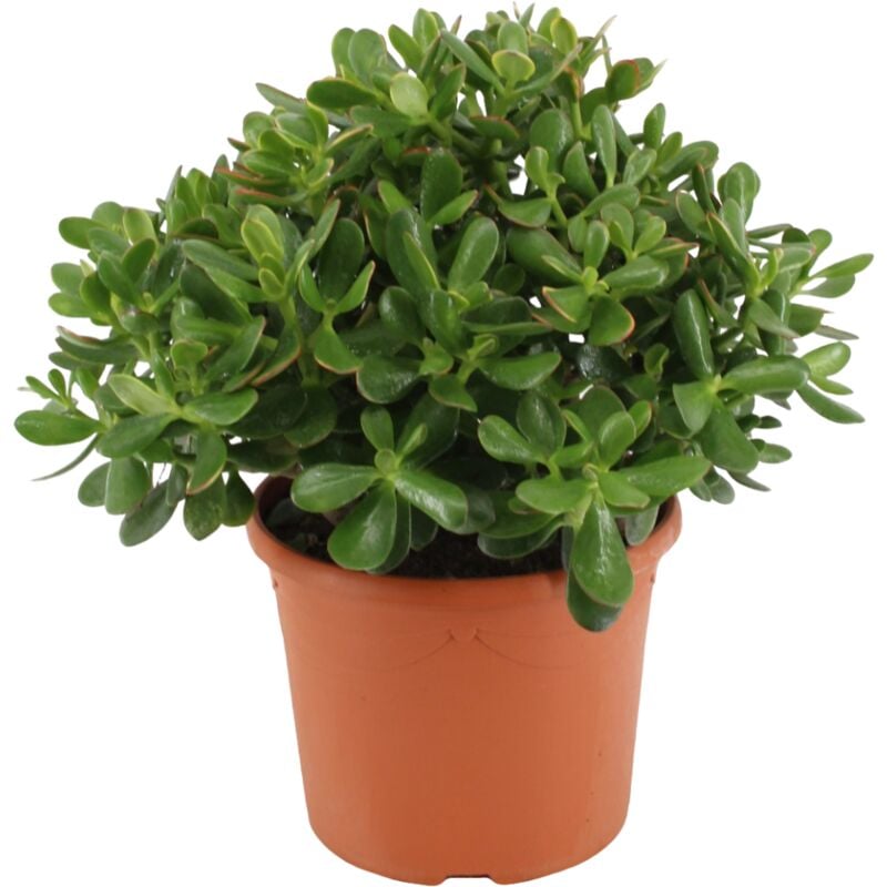 Plant In A Box - Crassula ovata 'Minor' m - Plante d'intérieur - Succulente - ⌀ 17cm - H30-35cm - Blanc