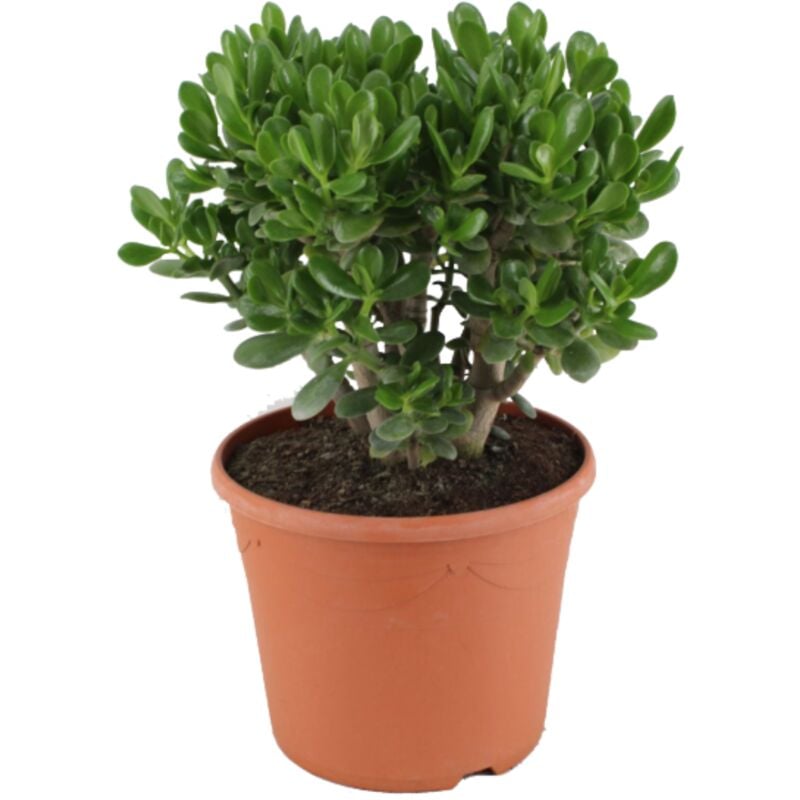 Plant In A Box - Crassula ovata 'Minor' xl - Plante d'intérieur - Succulente - ⌀ 30cm - H60-65cm - Blanc