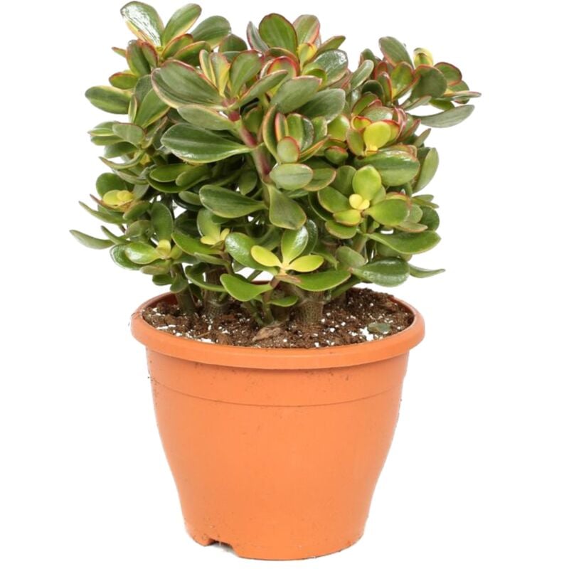 Plant In A Box - Crassula ovata 'Sunset' l - Plante d'intérieur - Succulente - ⌀ 23cm - H45-50cm - Vert