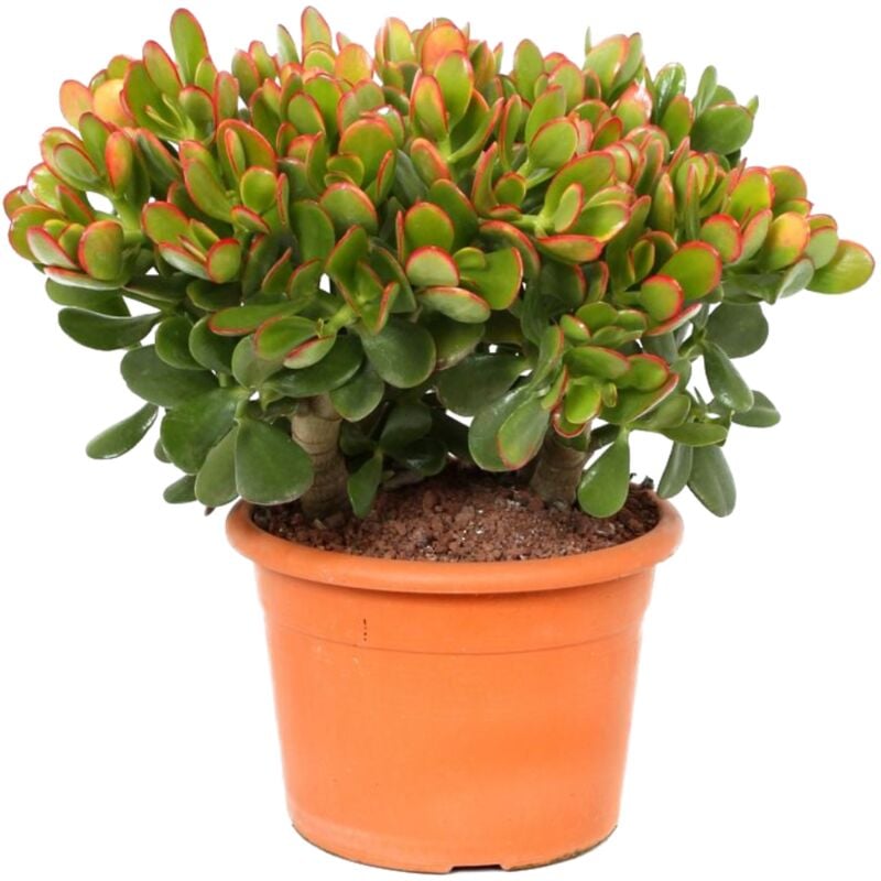 Plant In A Box - Crassula ovata 'Sunset' m - Plante d'intérieur - Succulente - ⌀ 17cm - H30-35cm - Vert