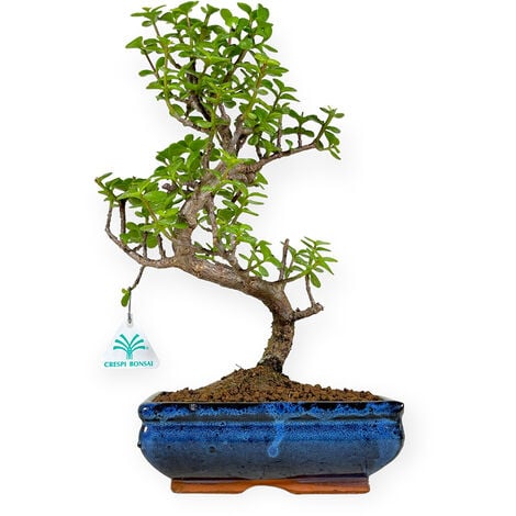 Crassula ovata ' Hobbit ' - Albero di Giada - vaso Ø12 cm