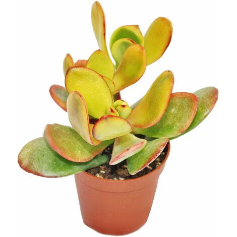 Crassula portulacea Sunset - plante moyenne en 8,5cm Top
