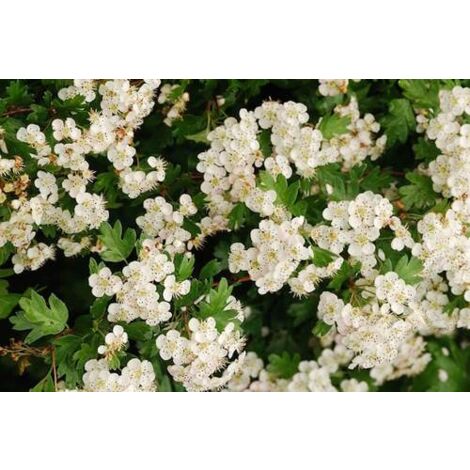 Crataegus monogyna plante (Aubépine)