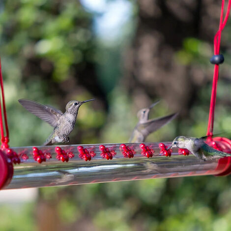 Mangeoire colibri