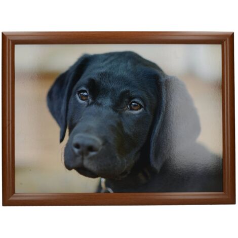 CREATIVE TOPS Labrador - Gesteppter Sitzsack, 44 x 34 cm, Mehrfarbig