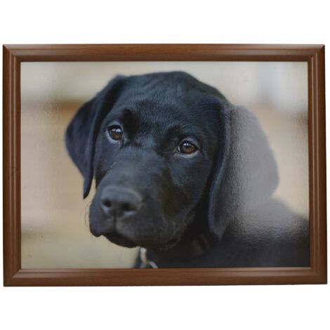 Creative Tops - Vassoio imbottito con motivo labrador, 44 x 34 cm, multicolore