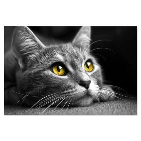 CRÉDENCE DE CUISINE Chat - Gris - Animaux - Chat 60x40