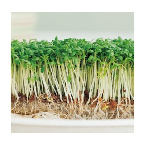 CRESSON ALENOIS - Graines de légumes - 10 G