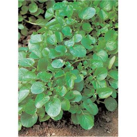 Cresson de fontaine amélioré – Graines de potager 1.5 g – Période de semis : printemps à automne – Goût frais et légèrement poivré – Fabre Graines