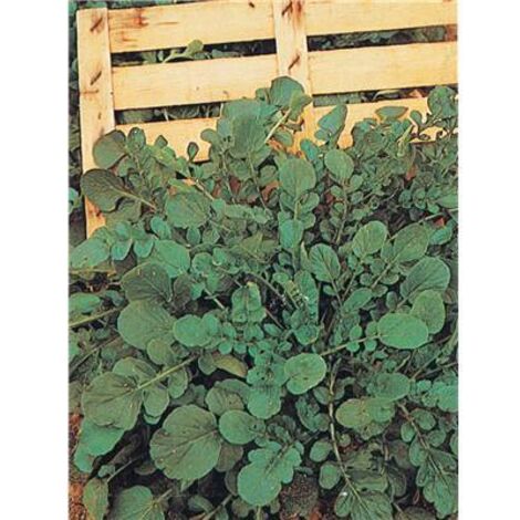 CRESSON DE JARDIN OU DE TERRE - Graines  - 5 G