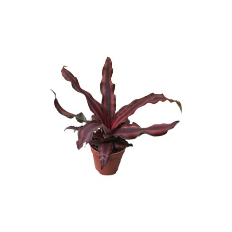 Criptantus