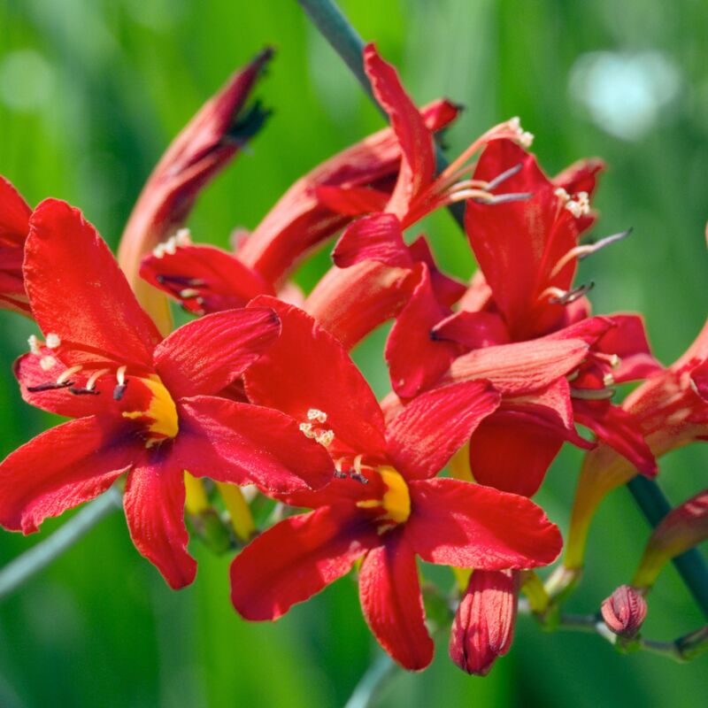 Plant In A Box - Crocosmia 'Lucifer' Montbretia - lot de 50 - Tubercules - Fleurs du jardin Rouge - Rouge