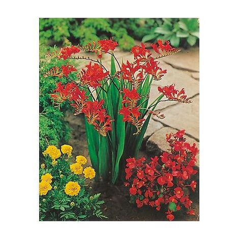 CROCOSMIAS LUCIFER - 20 BULBES - bulbes