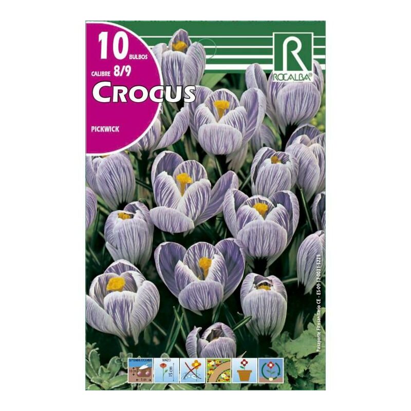 

Rocalba - Crocus Pickwick -Azul Estriado De Blanco - Blanco