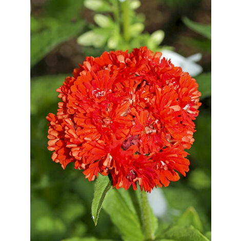 Croix de Malte 'Flore Pleno' Godet de 8/9 cm