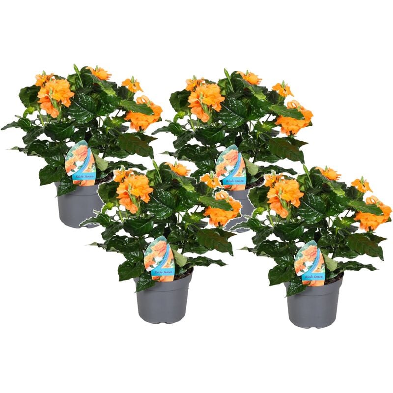 Plant In A Box - Crossandra Infundibuliformis Fortuna - Set de 4 - Pot 13cm - Hauteur 20-30cm - Orange