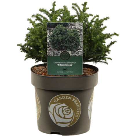 Cryptoméria du Japon Vilmoriniana - Cryptomeria japonica Vilmoriniana 20/30cm Pot 2,5L