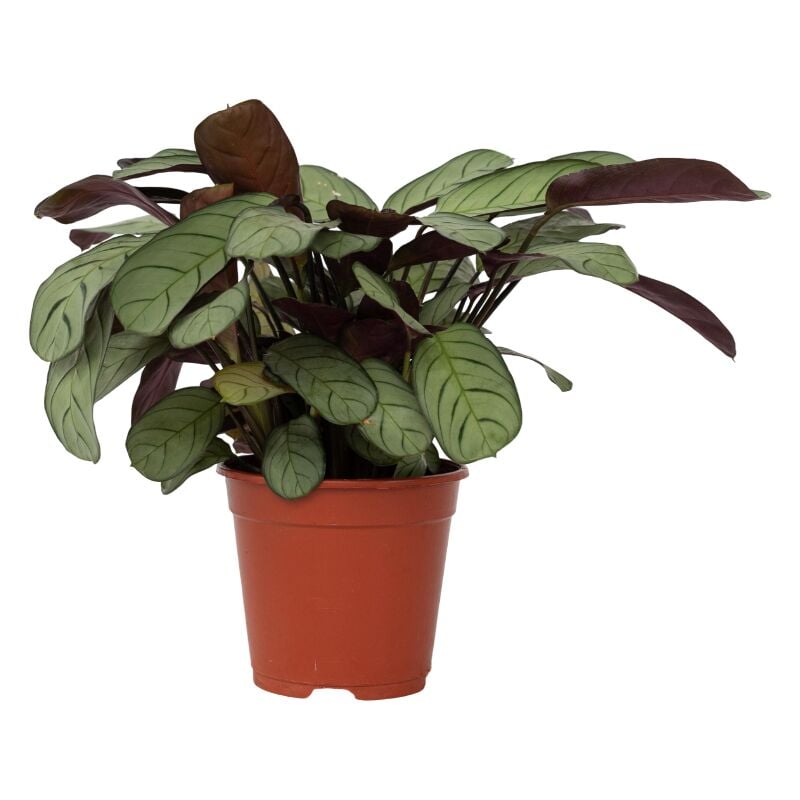 Plante Dormeuse - Ctenanthe burle-marxii 'Amagris' - Hauteur 25-35cm - ⌀14cm