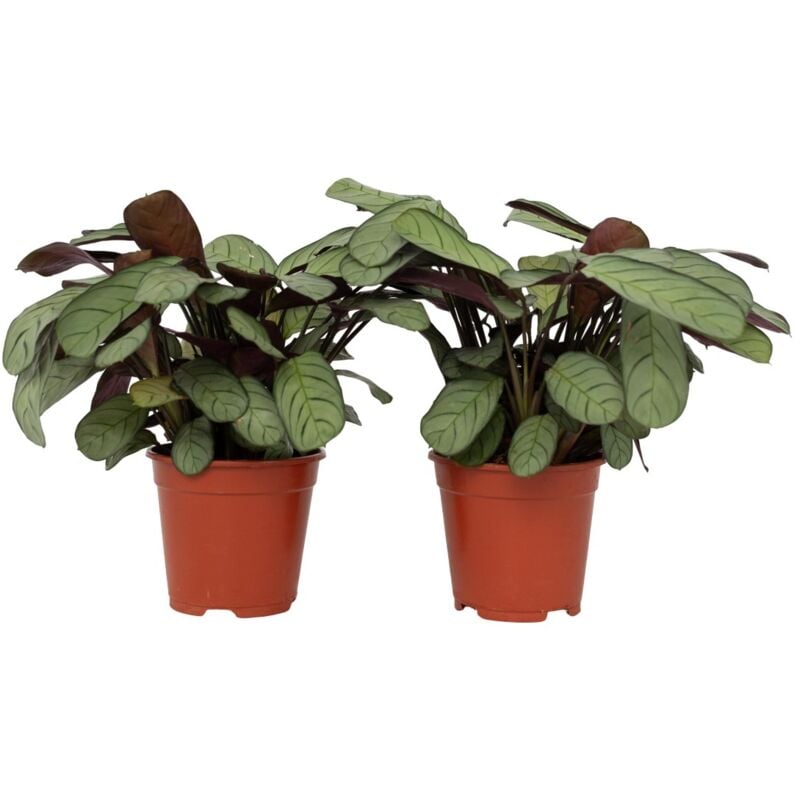 Plant In A Box - Ctenanthe - Set de 2 - Burle-Marxii 'Amagris' - Hauteur 25-35cm - ⌀14cm
