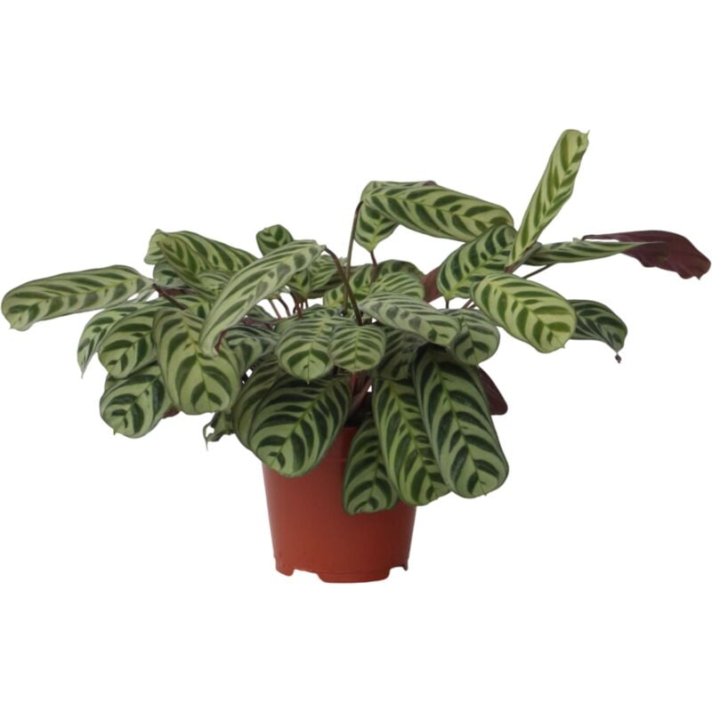 Plant In A Box - Plante Dormeuse - Ctenanthe 'burle-marxii' - Hauteur 30-40cm - ⌀14cm
