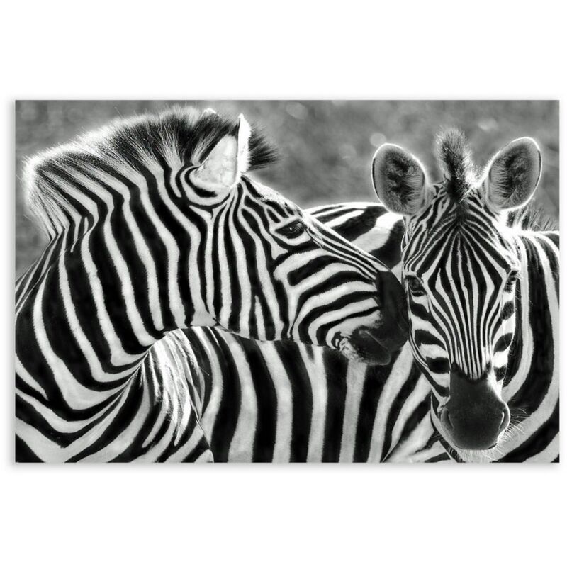 

Cuadro de cebra fotoimpreso sobre lienzo blanco y negro de 120x80 cm