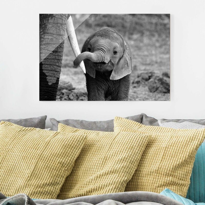 

Cuadro de cristal - Bebé Elefante - Formato Apaisado 2:3 Dimensión LxA: 30cm x 45cm