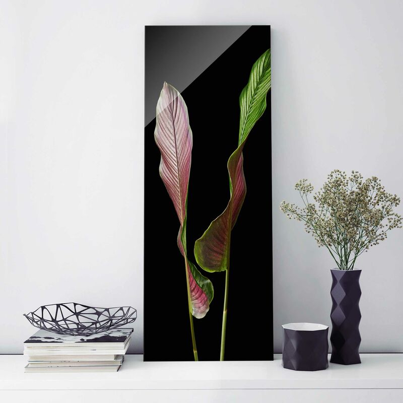 

Bilderwelten - Cuadro de cristal - Journal Calathea-Ornata On Black 02 - Panorama Alto Dimensión LxA: 125cm x 50cm