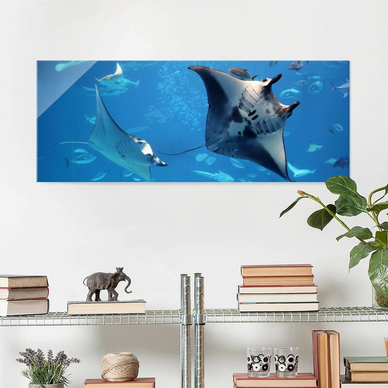 

Cuadro de cristal - Manta Ray - Panorama Apaisado Dimensión LxA: 50cm x 125cm