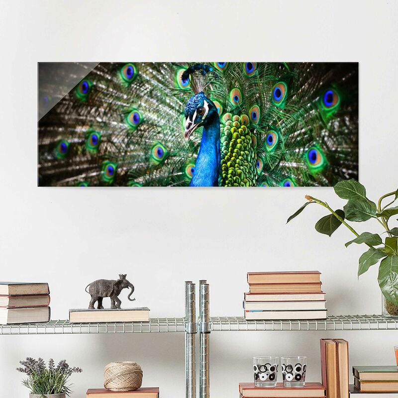 

Cuadro de cristal - Noble Peacock - Panorama Apaisado Dimensión LxA: 40cm x 100cm