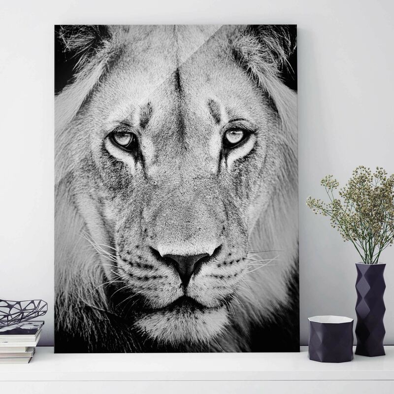 

Cuadro de cristal - Old lion - Alto 4:3 Dimensión LxA: 80cm x 60cm