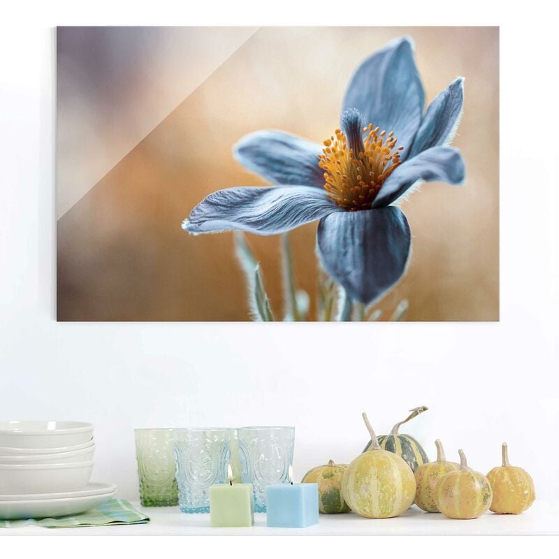 

Bilderwelten - Cuadro de cristal - Pasque in Blue - Formato Apaisado 2:3 Dimensión LxA: 80cm x 120cm