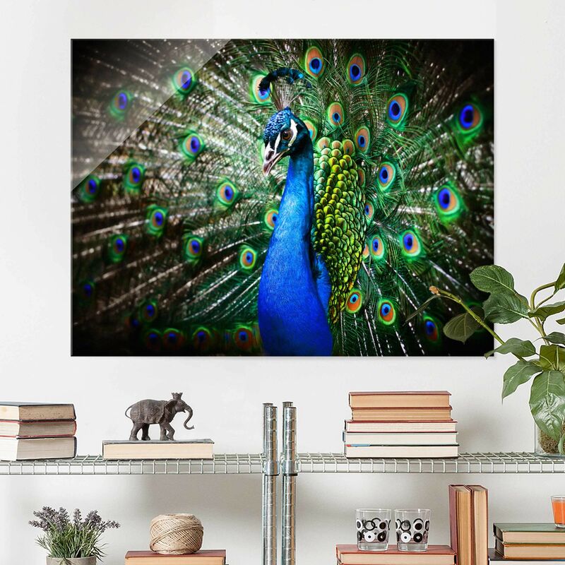 

Bilderwelten - Cuadro de cristal - Precious Peafowl - Apaisado 3:4 Dimensión LxA: 60cm x 80cm
