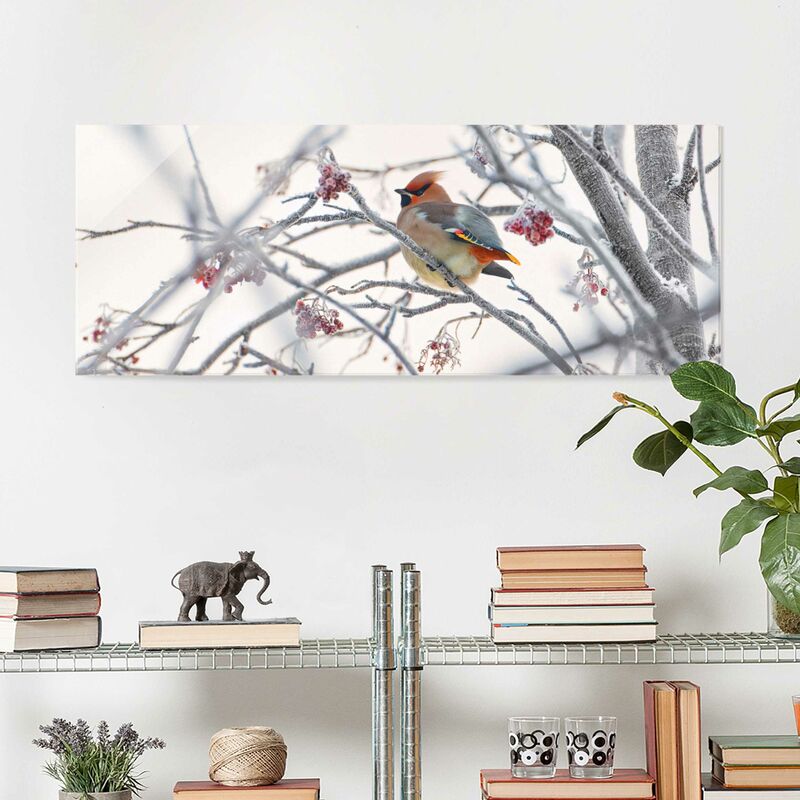 

Bilderwelten - Cuadro de cristal - Waxwing In Tree - Panorama Apaisado Dimensión LxA: 50cm x 125cm