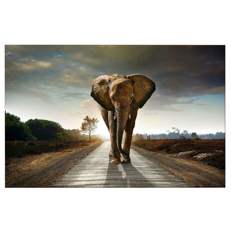 

Homemania - Cuadro Elefante - Animales - para la sala de estar, la habitacion - Multicolor en Poliester, madera, 100 x 3 x 50 cm