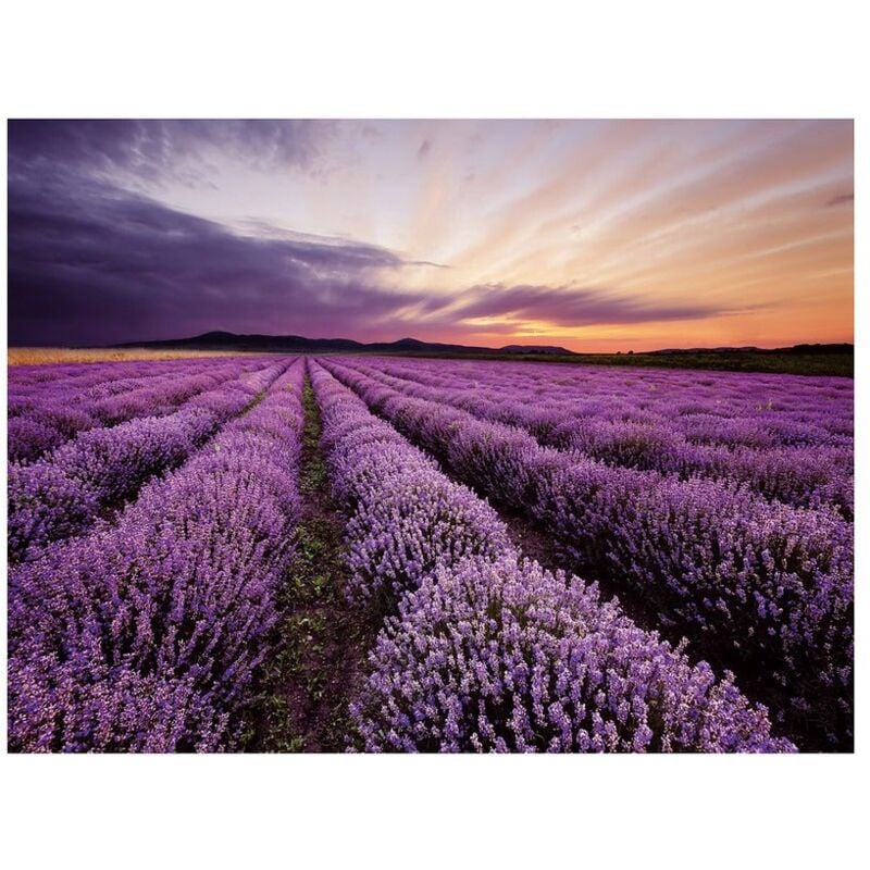 

Cuadro lavanda fotoimpreso de lienzo lila de 80x60 cm