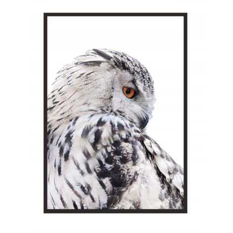 CUADRO, PÓSTER ENMARCADO 73x53 cm Búho P507