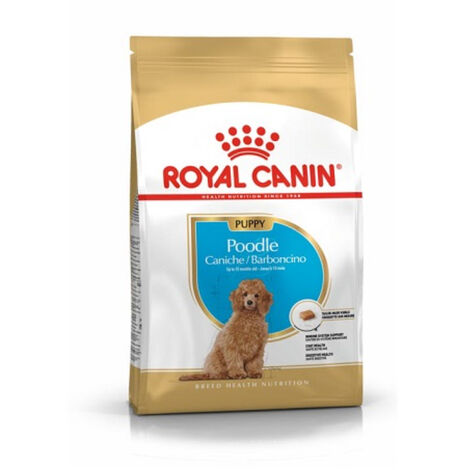 Cucciolo di barboncino canino reale 3 kg