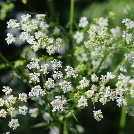 Cumin des près (Carum carvi)