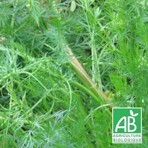 Cumin des près, Carvi BIO | Conditionnement: Lot de 3 godets