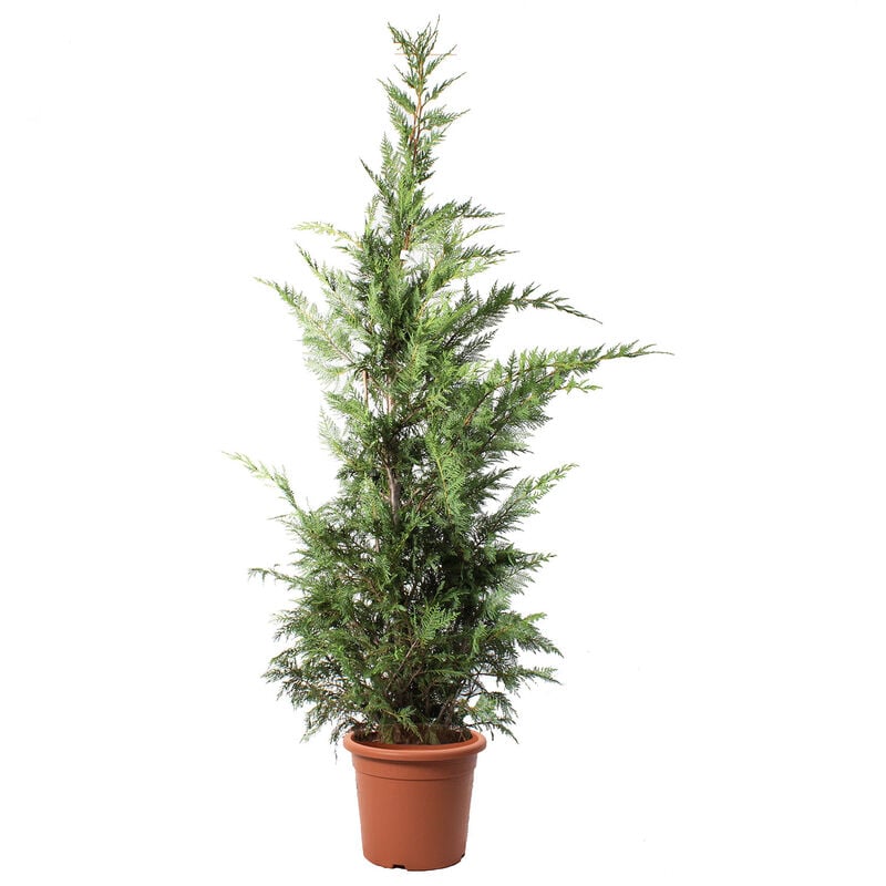 Kentis - Cupressocyparis Leylandii - Cipresso di Leyland - Piante Vere da Esterno - h 200-220 cm Vaso ø 30 cm