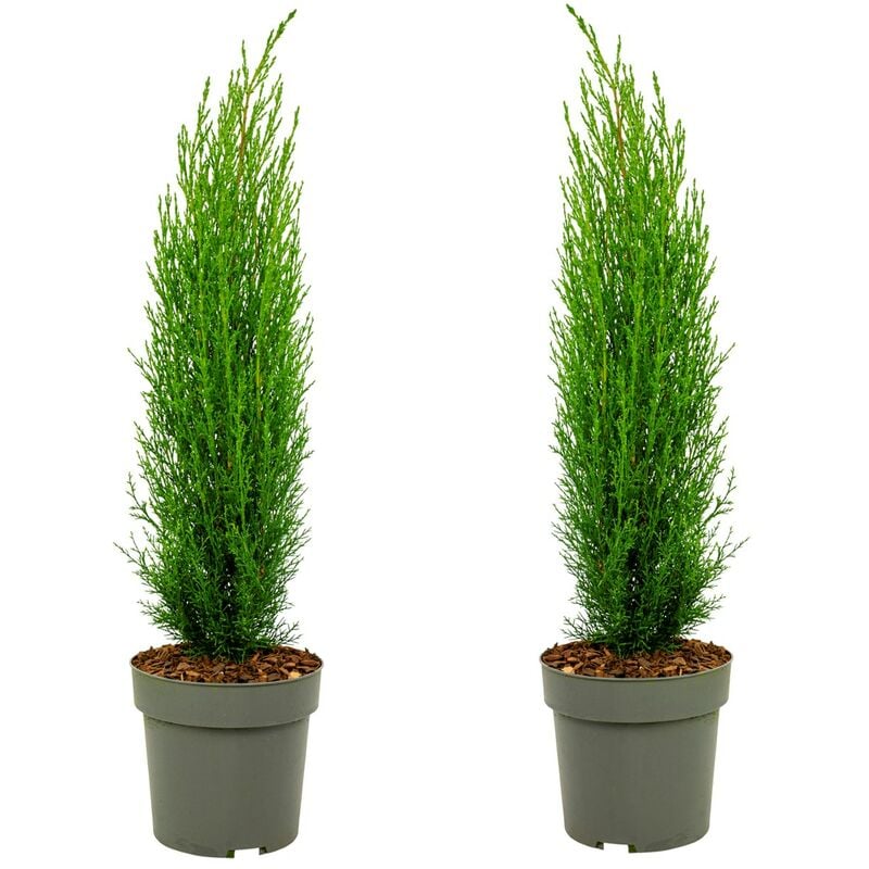 Plant In A Box - Cupressus sempervirens Totem - Set de 2 - Cyprès - Pot 19cm - Hauteur 70-80cm - Vert