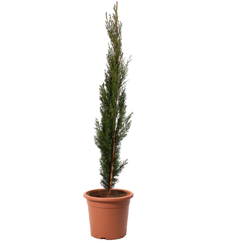 Kentis - Cupressus Sempervirens Totem - Cipresso Pianta da Siepe Sempreverde - h 80/100 cm Vaso ø 18 cm