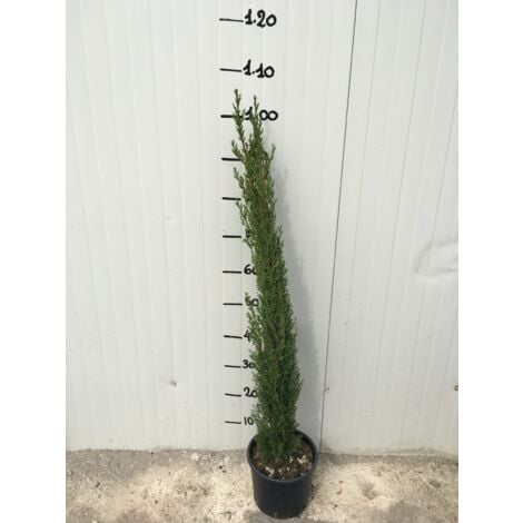 VIVAIO GARDEN FOREST Cupressus Sempervirens Vase Totem (Cyprès) 18cm H 100 cm photos réelles