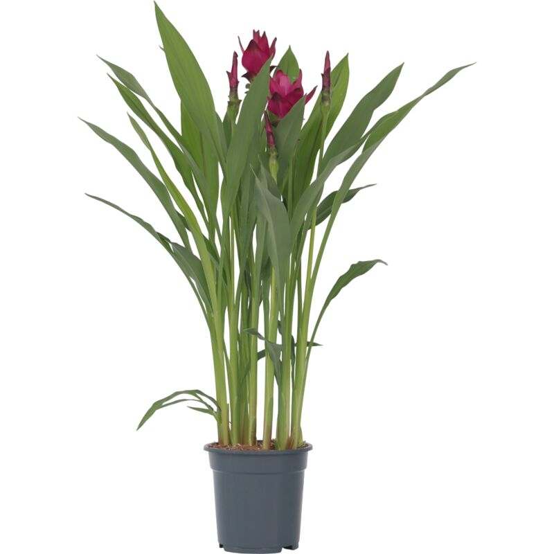 Plant In A Box - Plante Tropicale - Curcuma alismatifolia - Hauteur 80-100cm - ⌀19cm