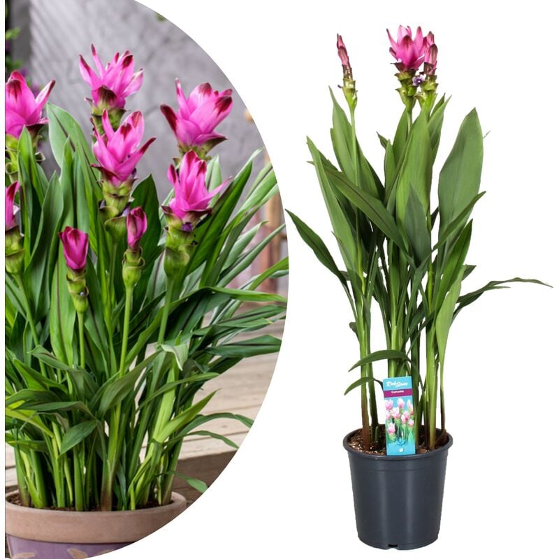 Plant In A Box - xl Curcuma Alismatifolia Siam Supreme - Pot 19cm - Hauteur 80-100cm - Rose