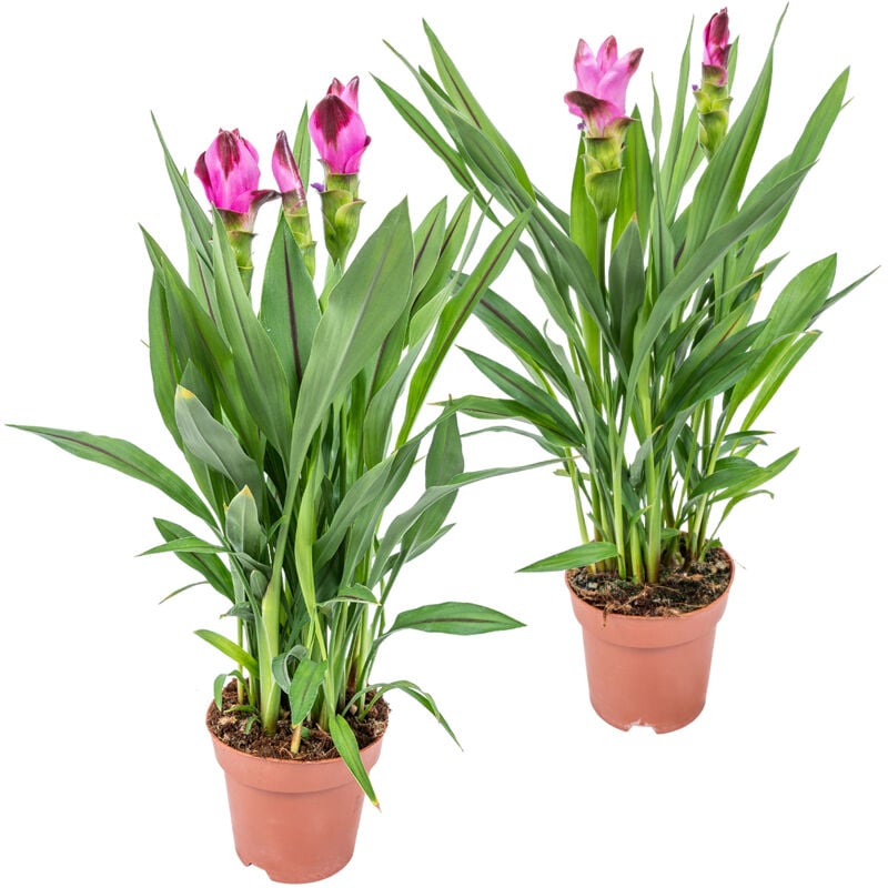 2x Curcuma Siam P14H50