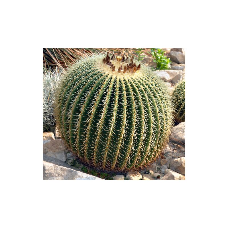 Image of Vivaio Di Castelletto - Cuscino della Suocera 'Echinocactus grusonii' cactus pianta in vaso 50 cm