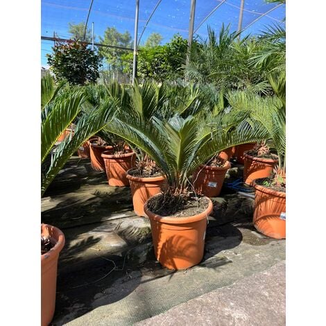 MEDITERRANEO GARDEN Cycas Revoluta