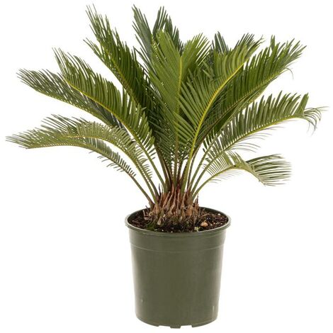 Cycas Revoluta