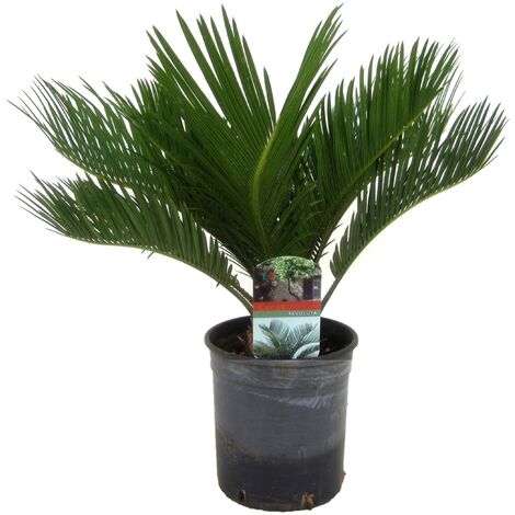 Cycas Revoluta - Fern Palm - Pot 15cm - Hauteur 45-60cm